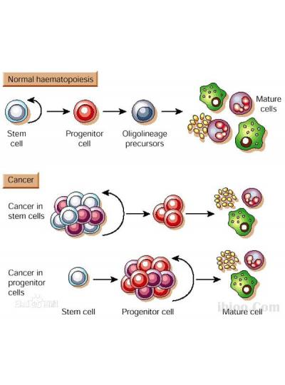 未來已來！干細(xì)胞療法在老年疾病治療方面的潛力正在逐步顯現(xiàn)！